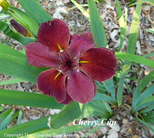 Cherry Cup 
